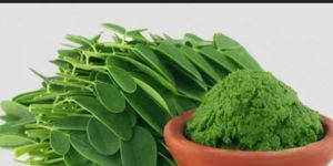 Moringa Powder