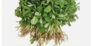 Organic Kasuri Methi for Cooking