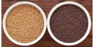 Organic Mustard Seed