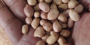 Groundnut Seeds