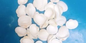 White Sea Shell