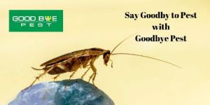 Cockroach Control Services