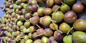 Fresh Organic Anjeer