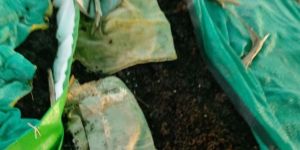 Biological Fertilizer