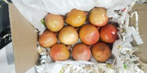 Pomegranate