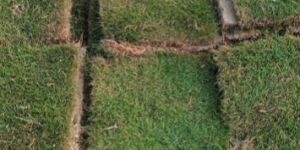 Artificial Grass Carpet