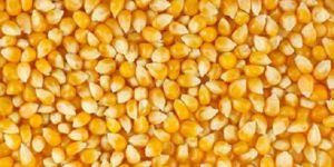 Yellow Corn Maize
