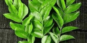 Curry Leaves