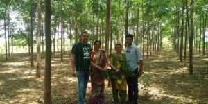 Malabar Neem Tree Wood