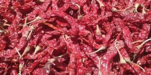 Dry Red Chilli