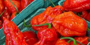 Bhut Jolokia