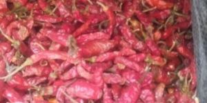 Red Chilli