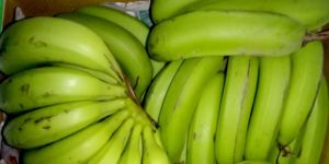 Green Banana