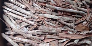 Cinnamon Bark