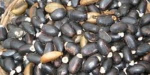 Jatropha Seeds