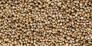 Pearl Millet