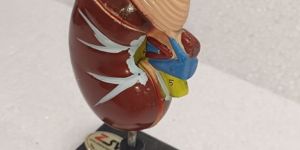 Human Kidney Model