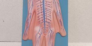 Human Nervous System