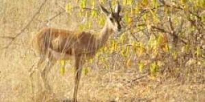 Bandhavgarh National Park