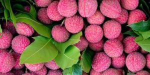 Fresh Litchi