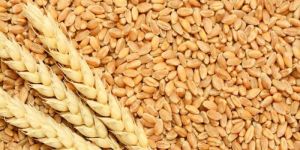 HI 8498 Wheat Seeds