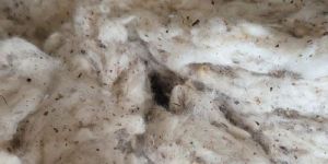 Cotton Lickerin Fiber