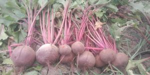 Beetroot