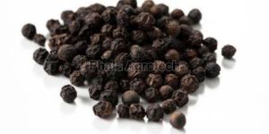 Black Pepper