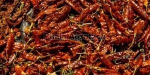 Byadgi Red Chilli