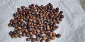 Dried Shell Nutmeg