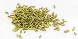 Fennel Seeds