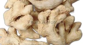 Whole Dried Ginger