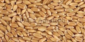 Whole Wheat Grain
