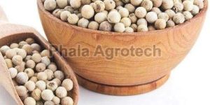 Whole White Pepper Seeds