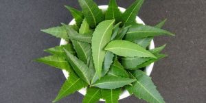 Neem Leaf