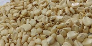 White Maize