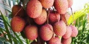 Fresh Litchi