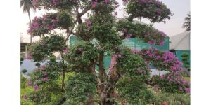 Bogan Bel Plant
