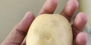 Potato