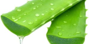 Organic Fresh Green Aloe Vera Plants