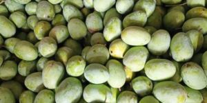 Raw Mango