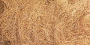 Coconut Coir Fibre