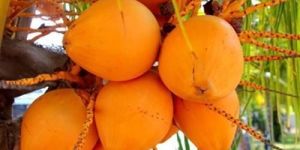 Orange Tender Coconut