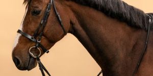 Horse Leather Bridle
