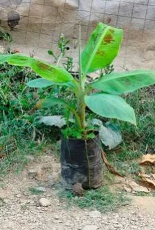 Banana Plant