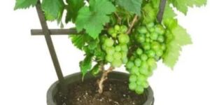 Grapes Plant