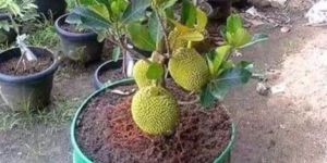 Jackfruit Plant
