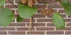 Kiwi Plant