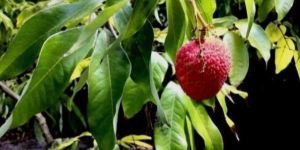 Lychee Plant