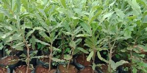 Macadamia Nuts Plant